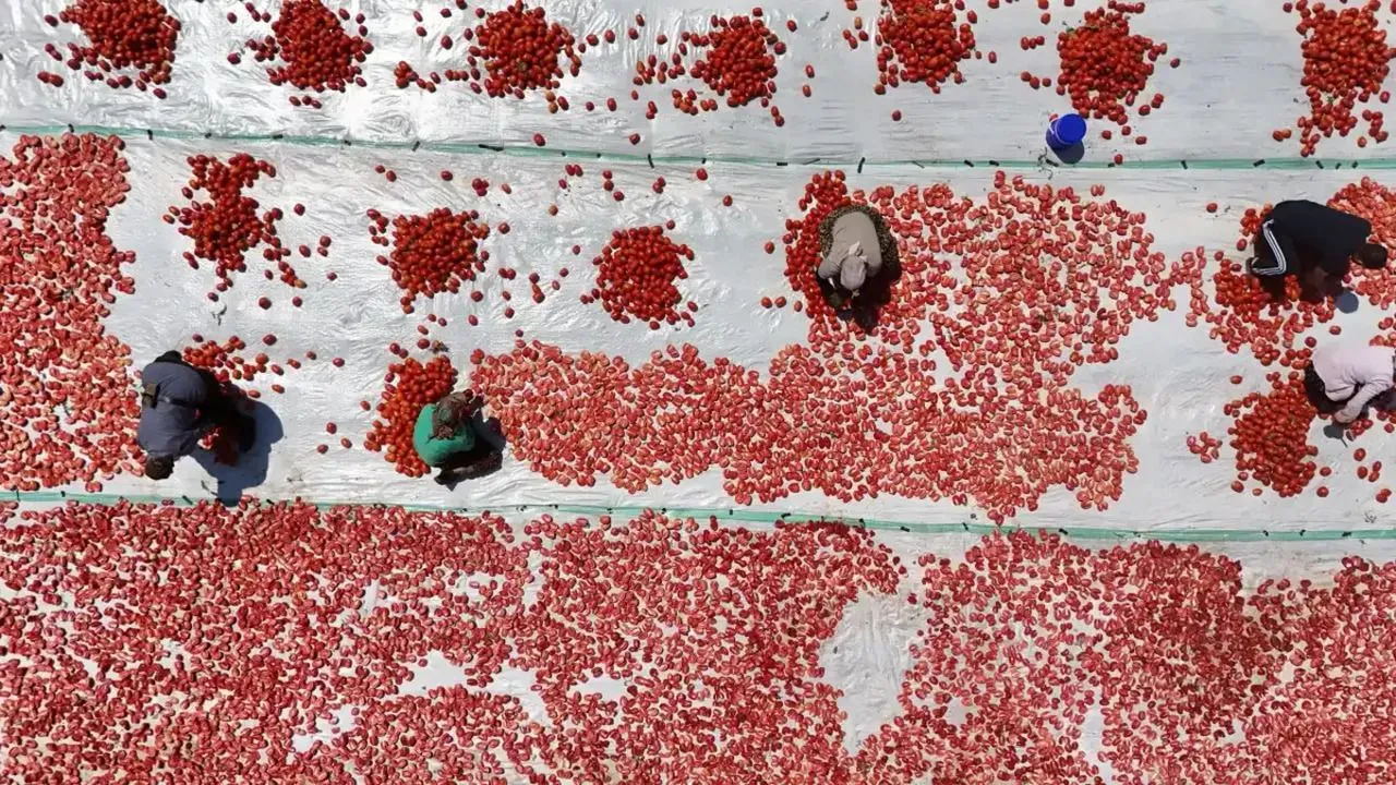 Karacadağ’ın Kırmızı Altını Kavurucu Sıcakta Kurutulup Dünyaya İhraç Ediliyor